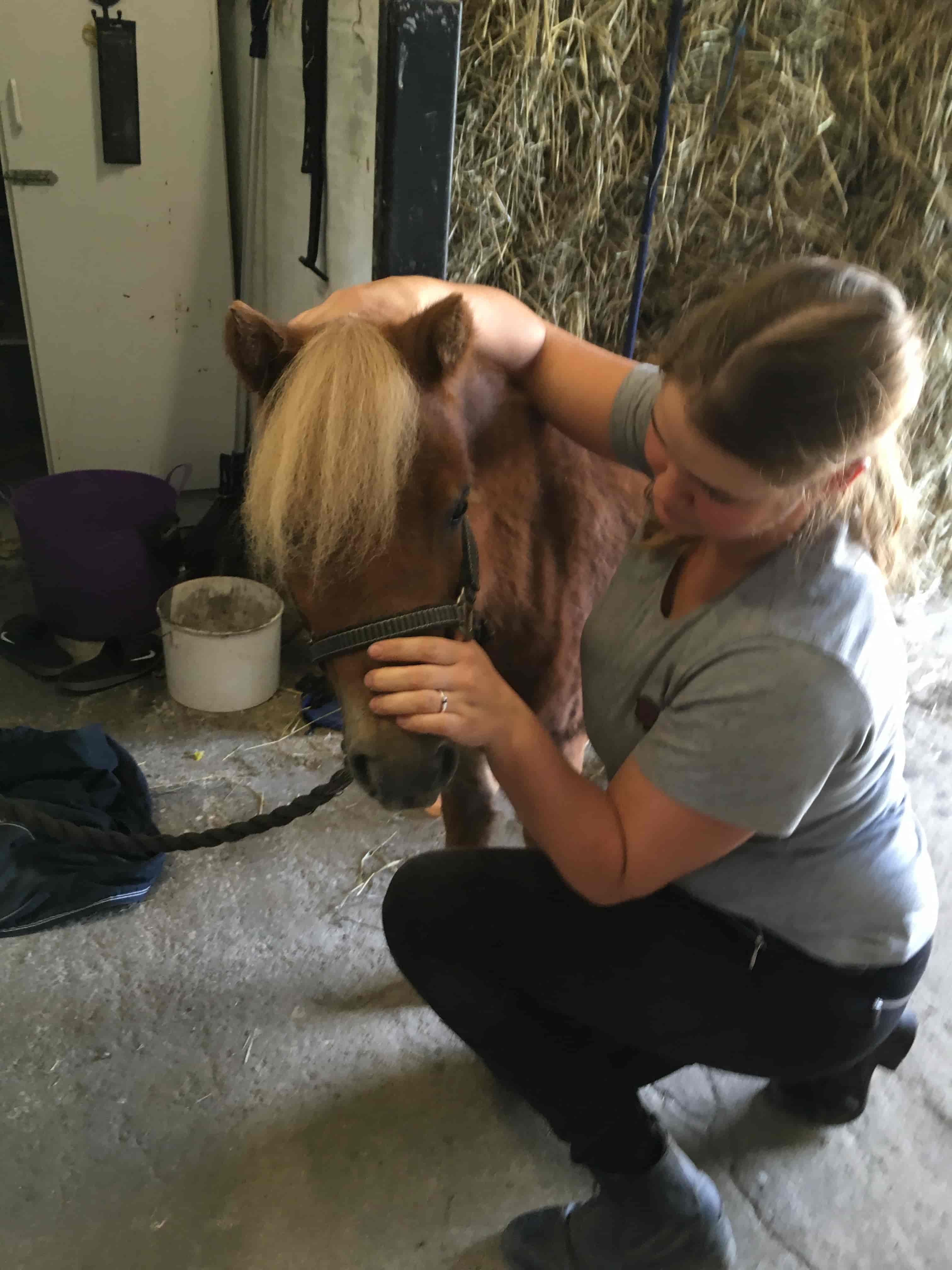KST-behandling pony