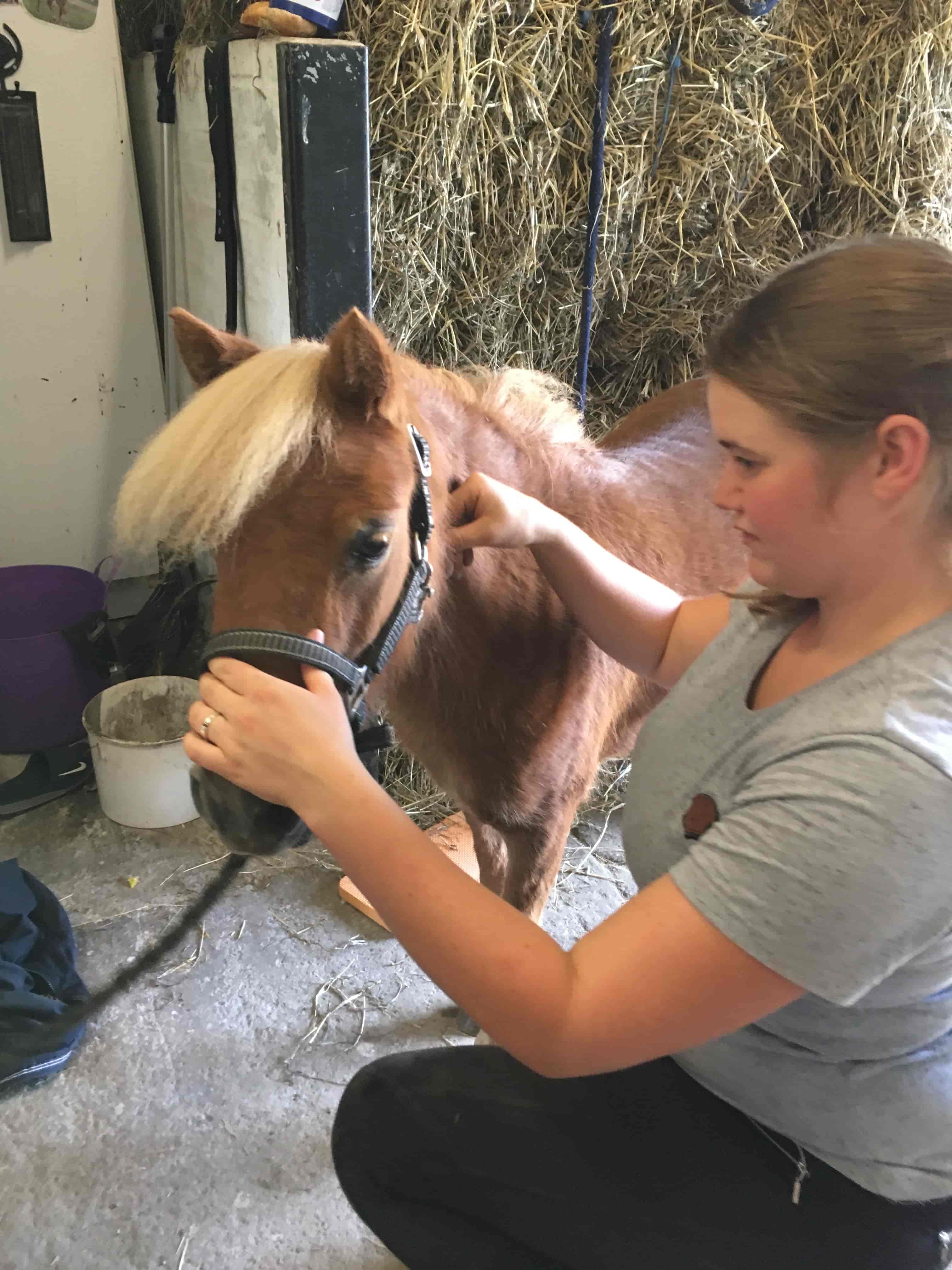 KST-behandling pony