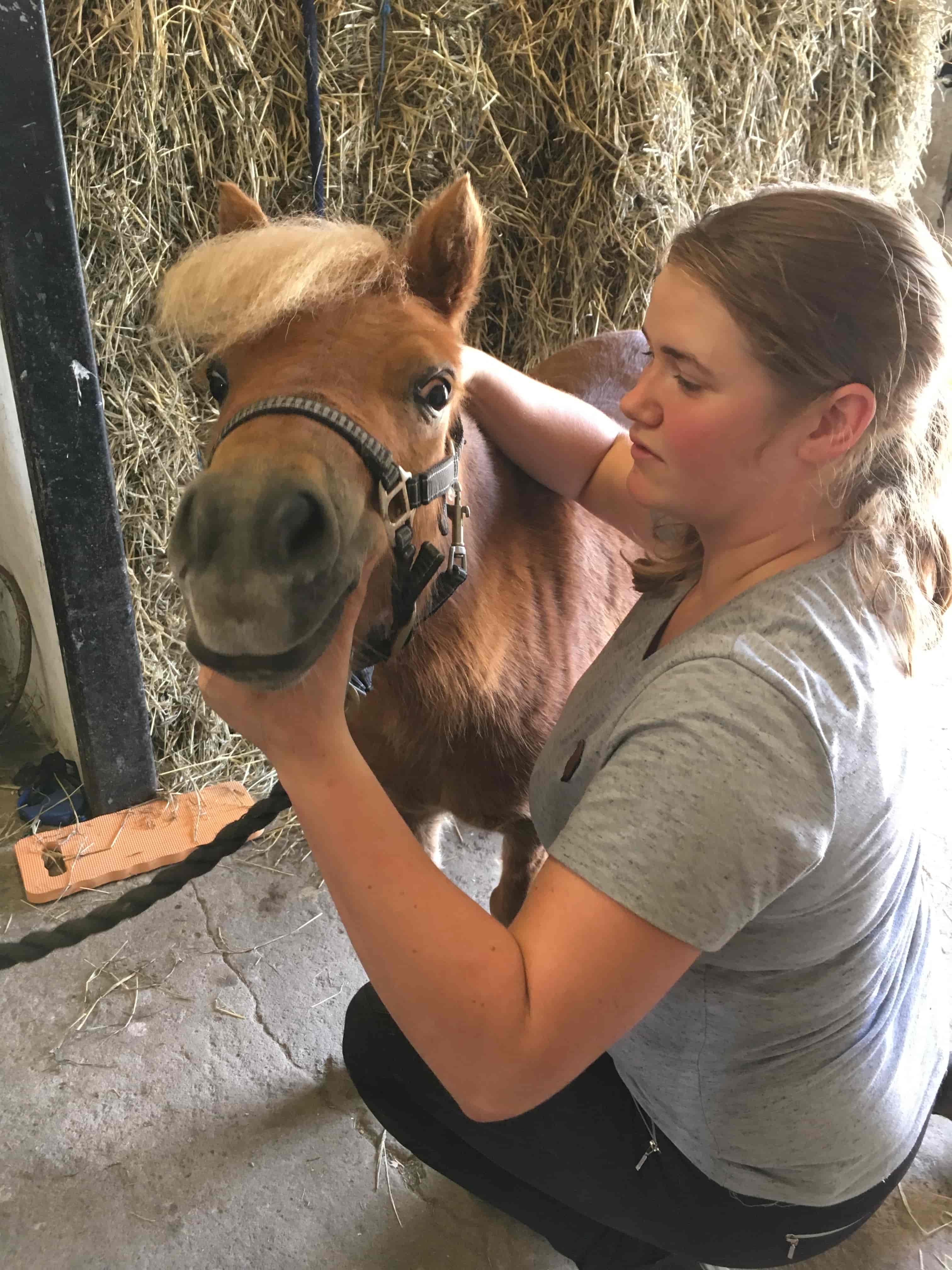 KST-behandling pony