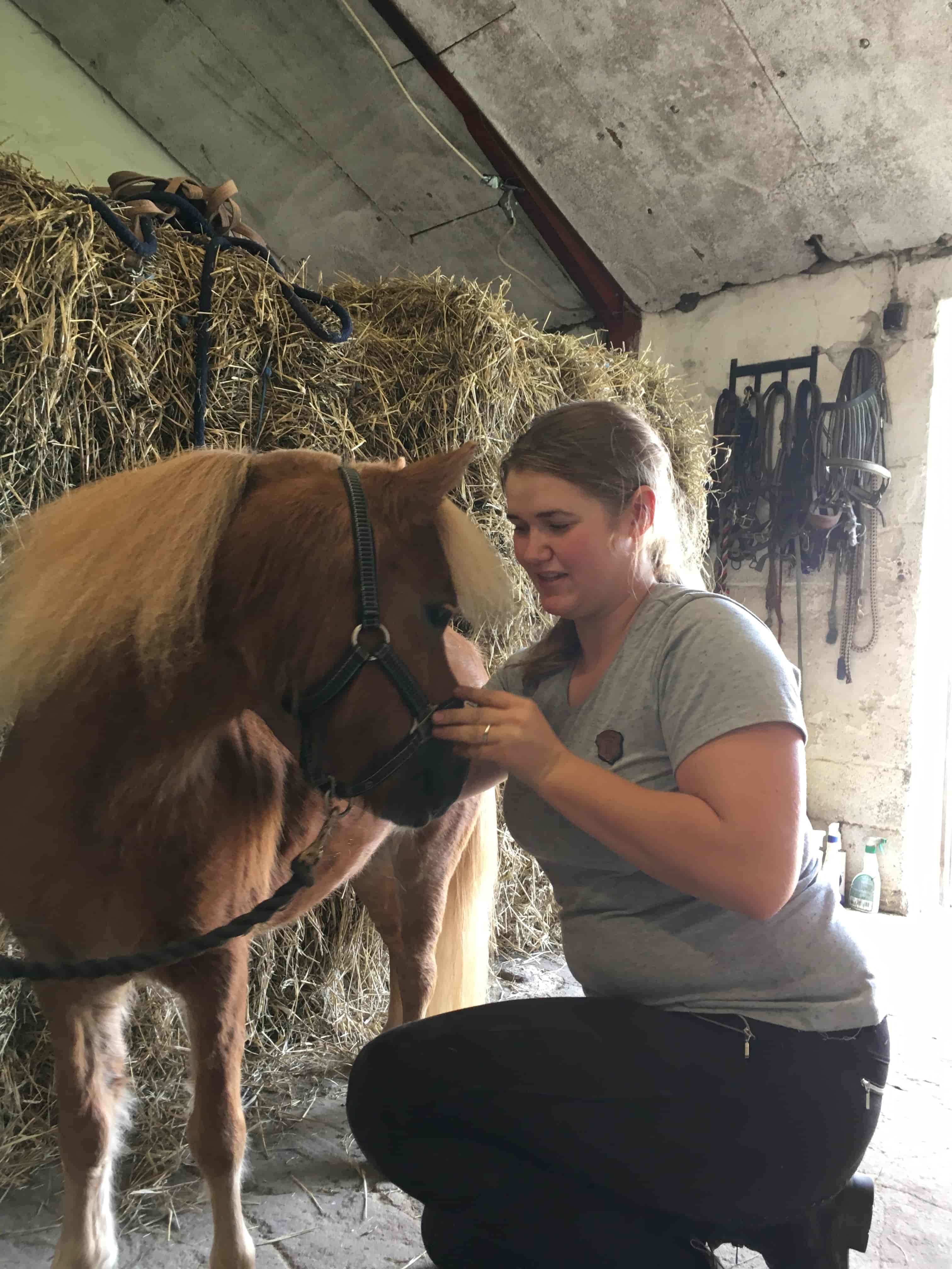 KST-behandling pony