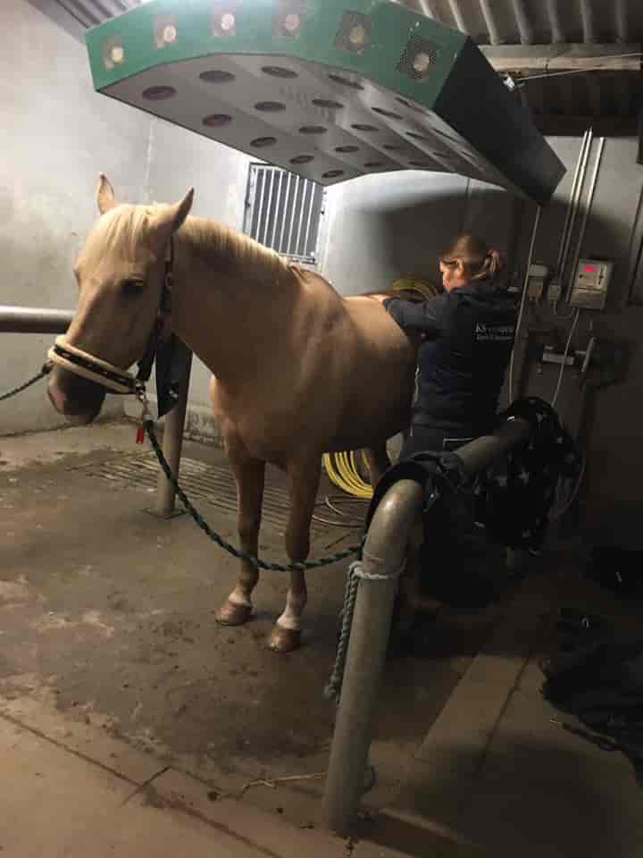 KST-behandling hest