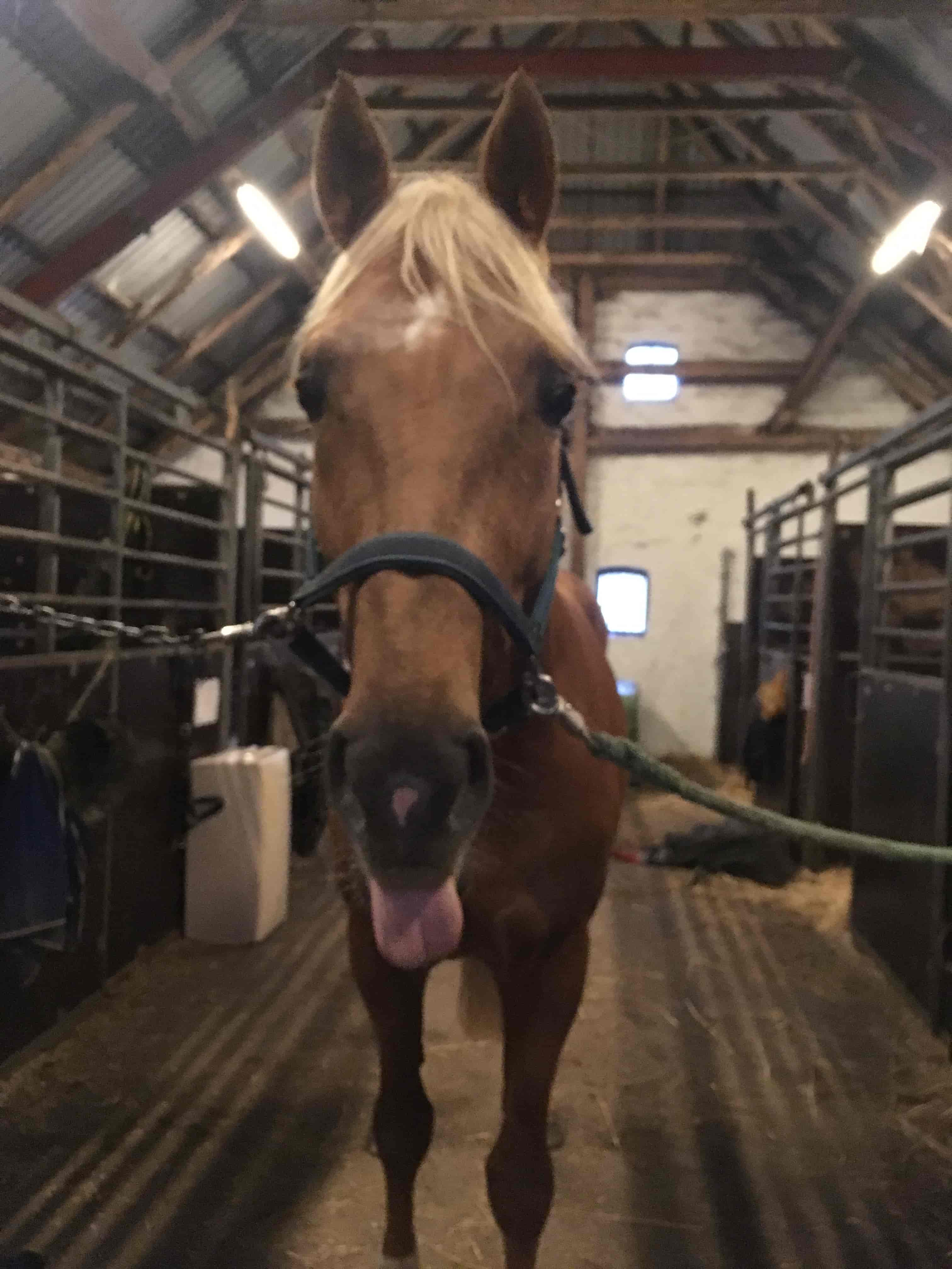 KST-behandling hest