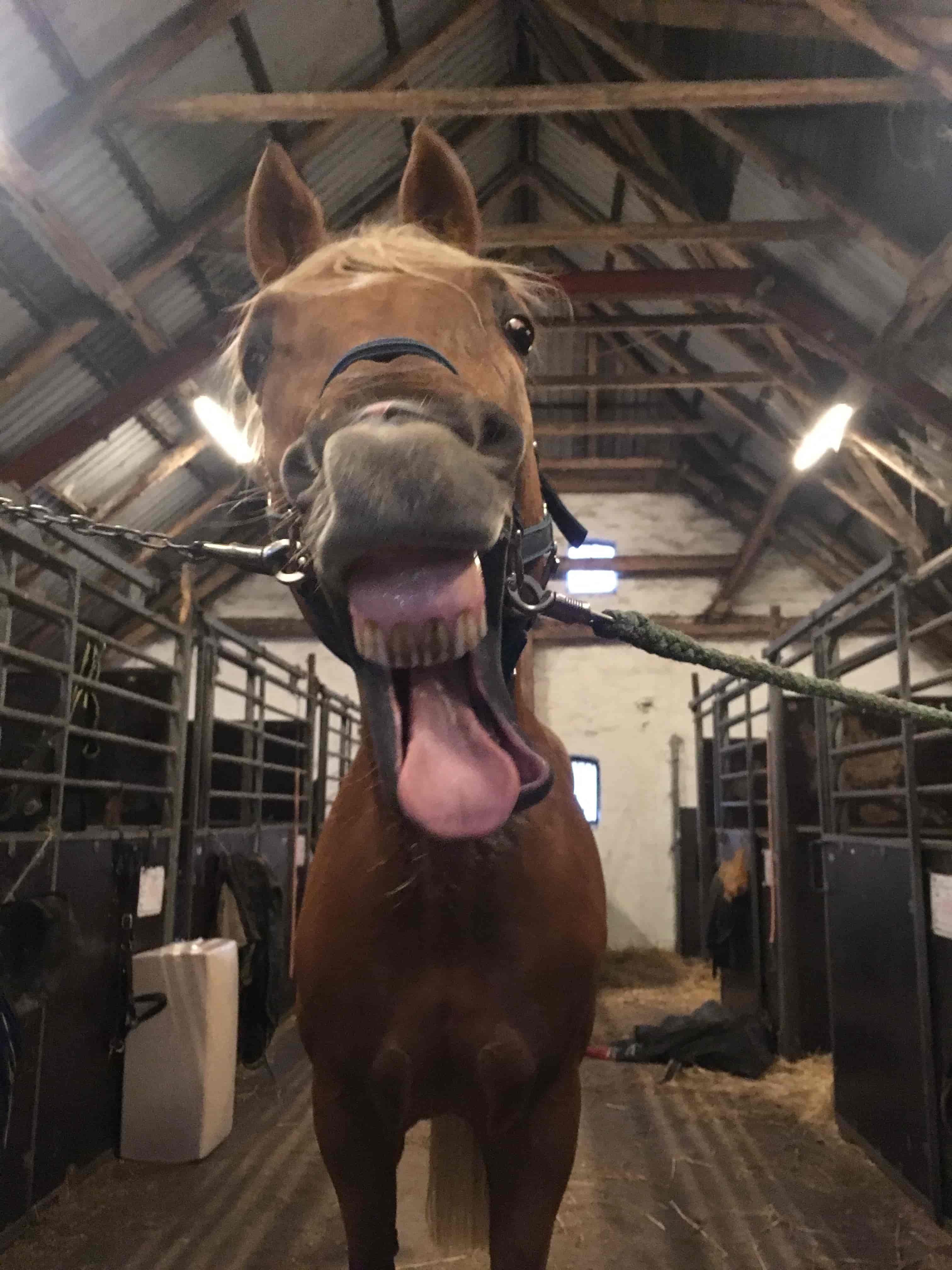 KST-behandling hest der gaber