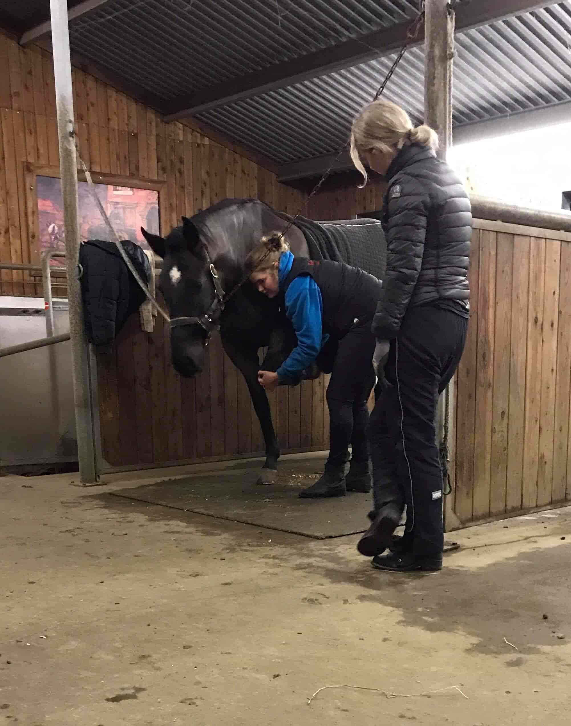 KST-behandling hest