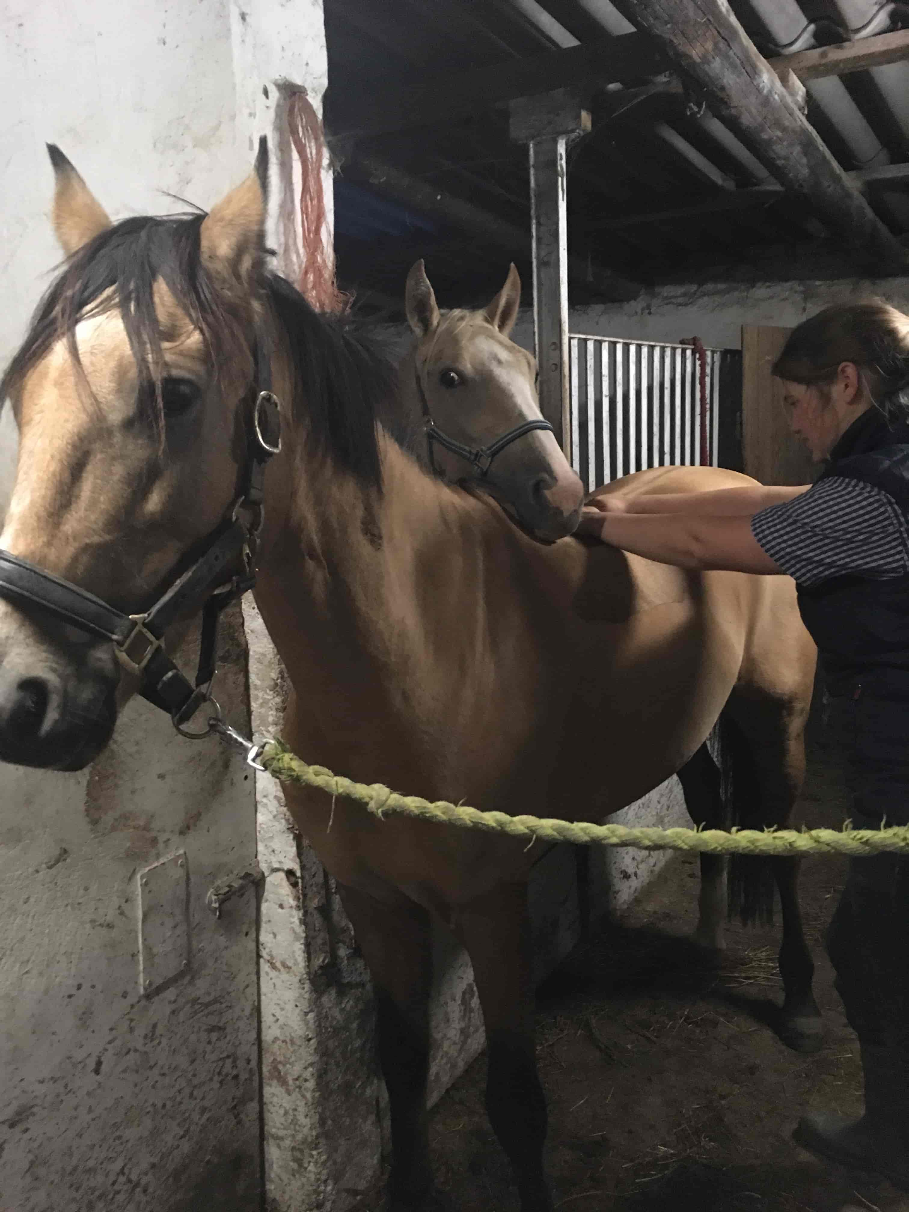 KST-behandling hest
