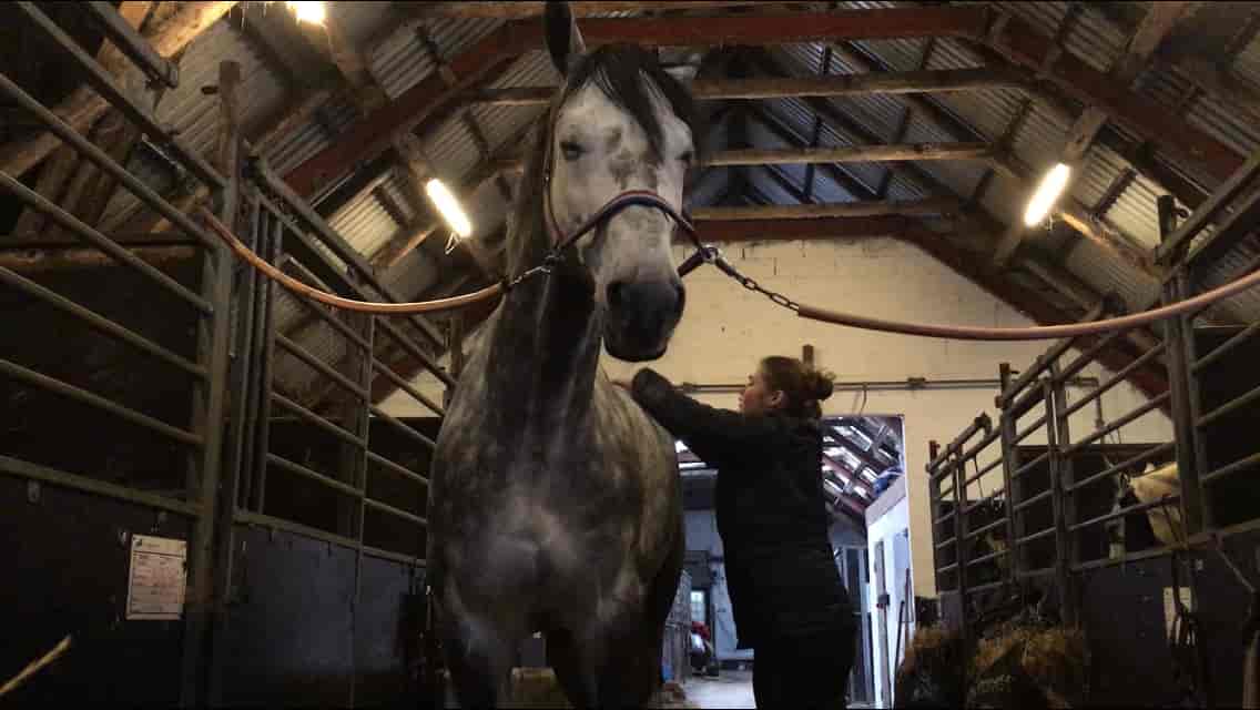 KST-behandling hest