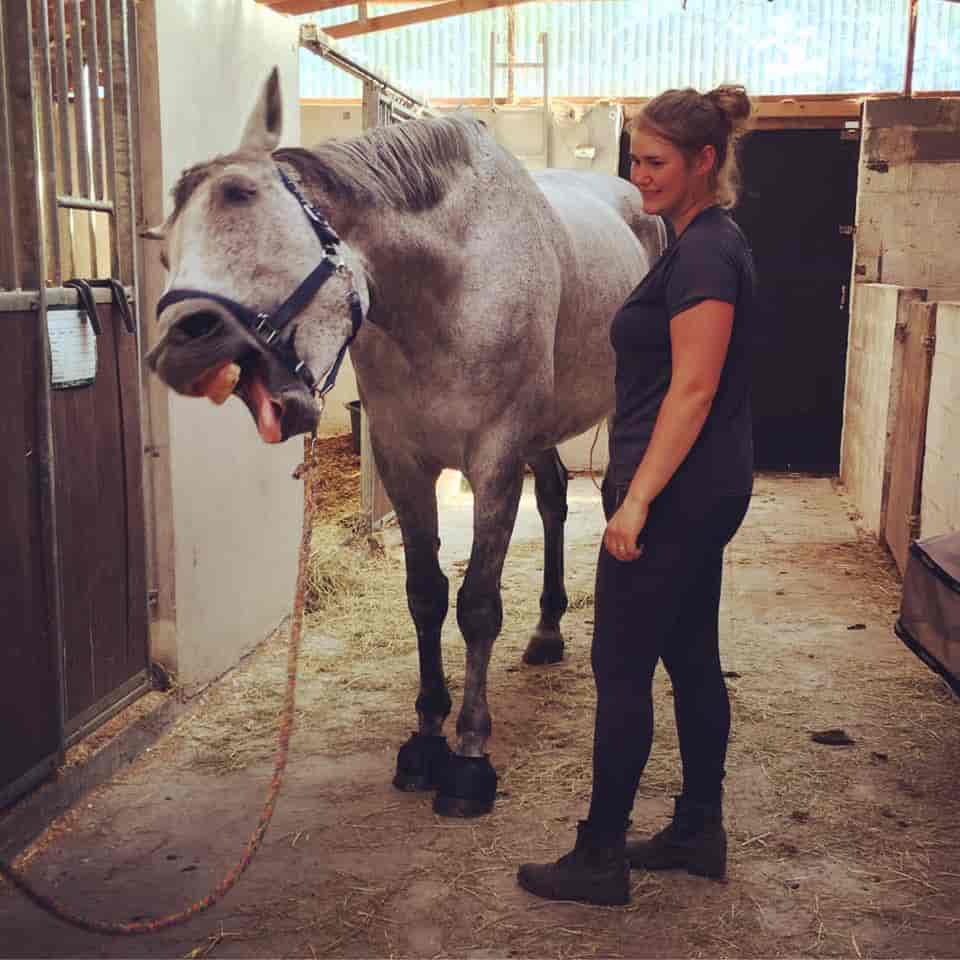 KST-behandling hest der gaber
