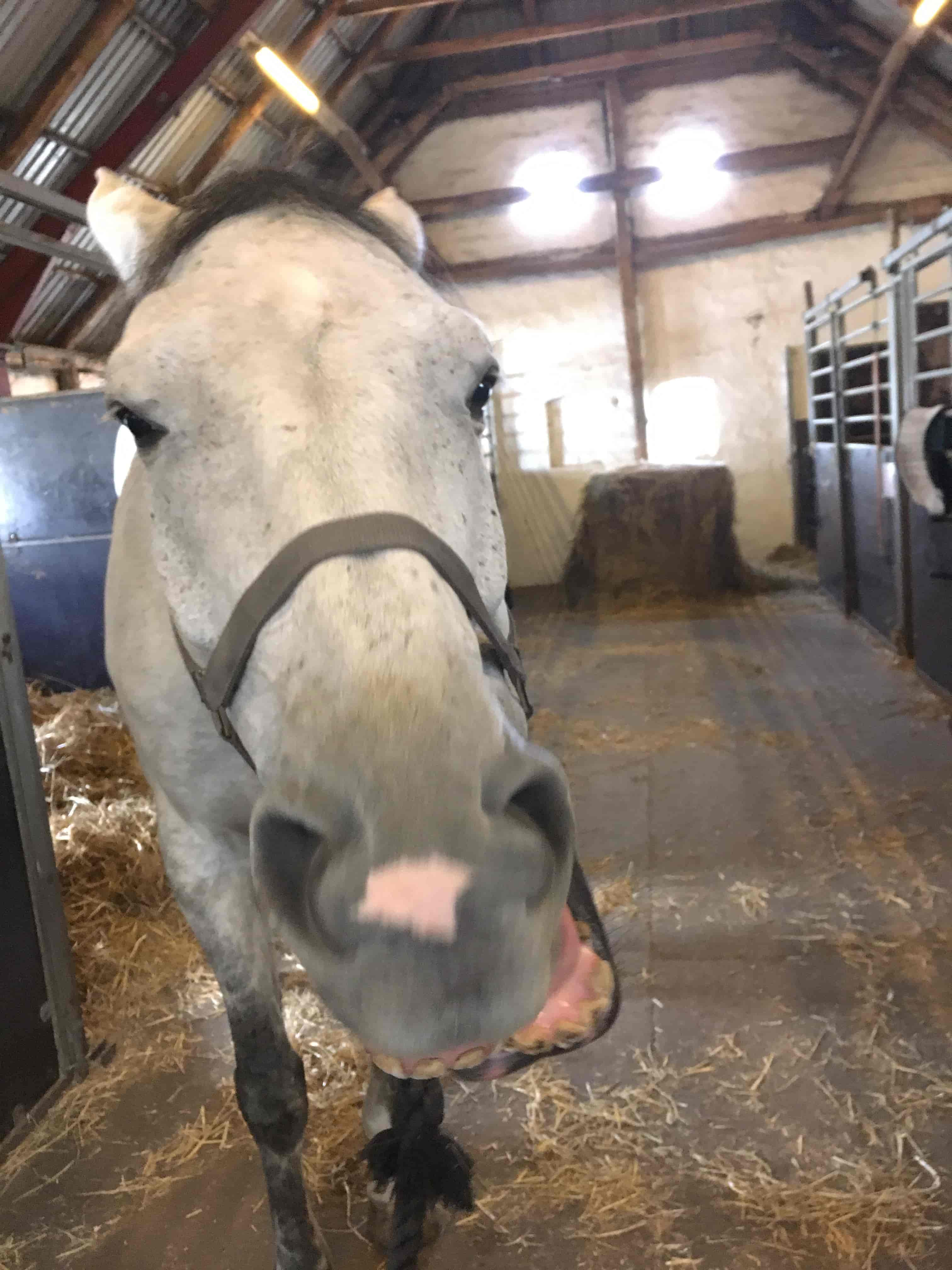 KST-behandling hest der gaber