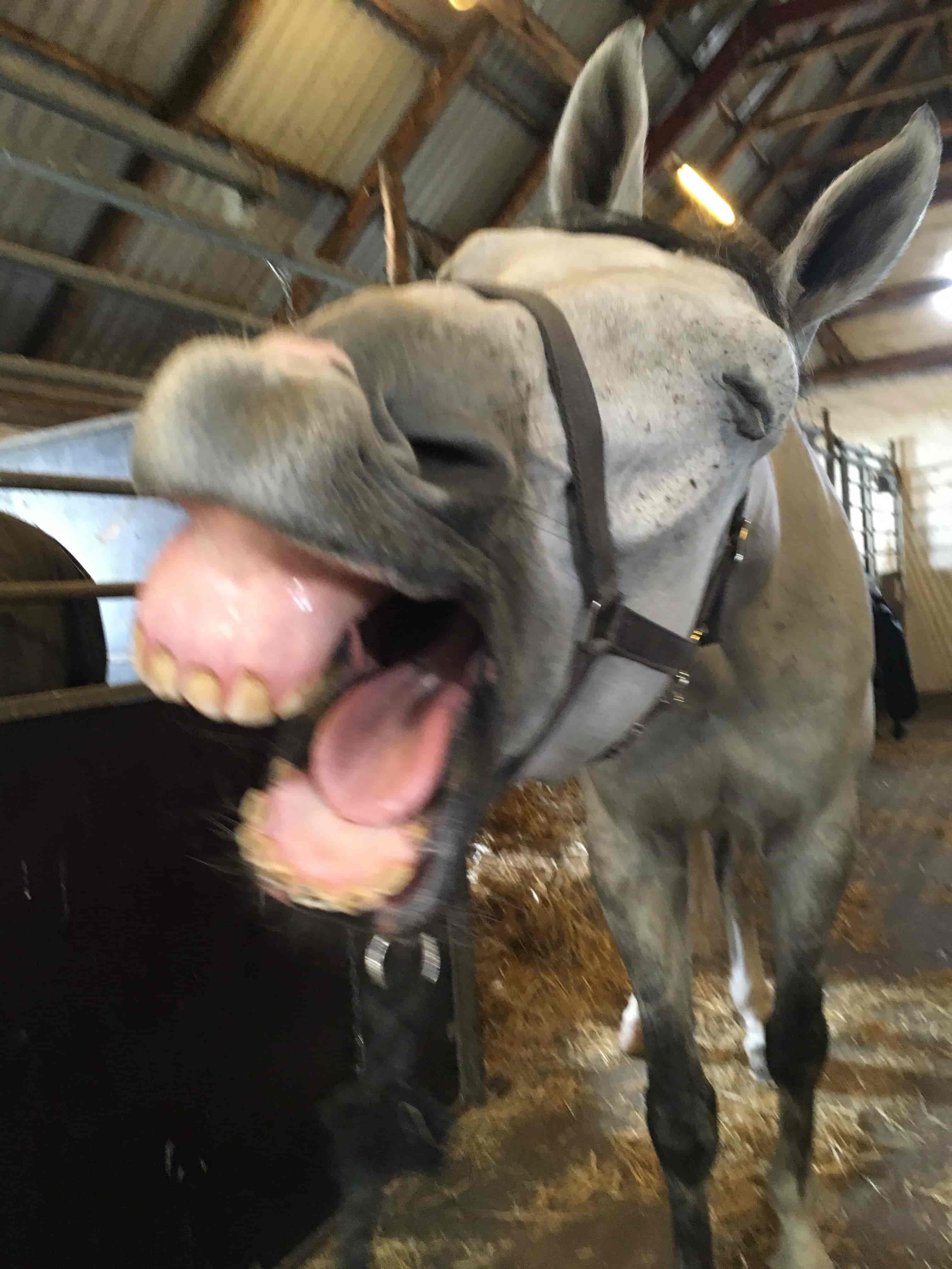 KST-behandling hest der gaber