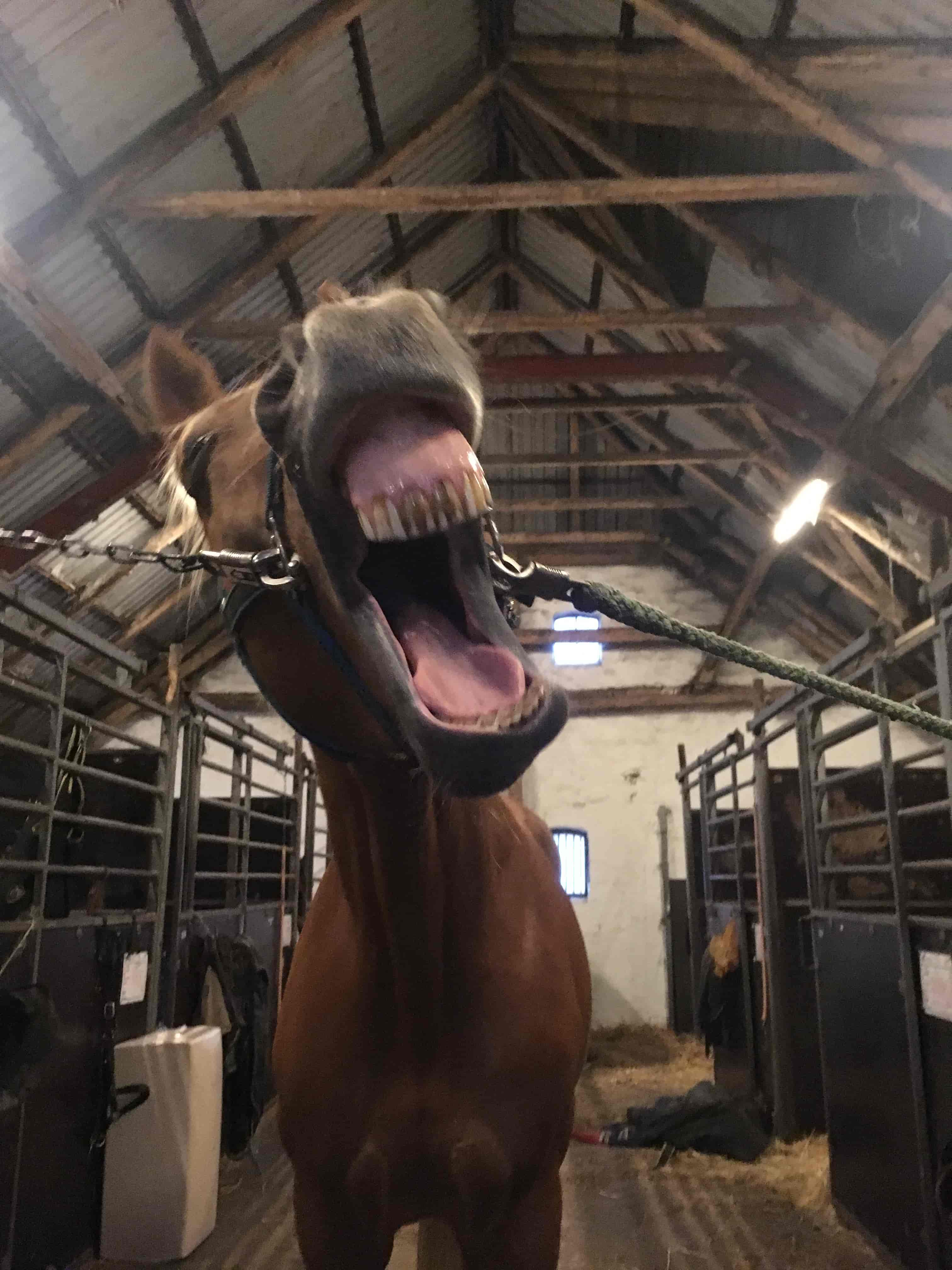 KST-behandling hest der gaber