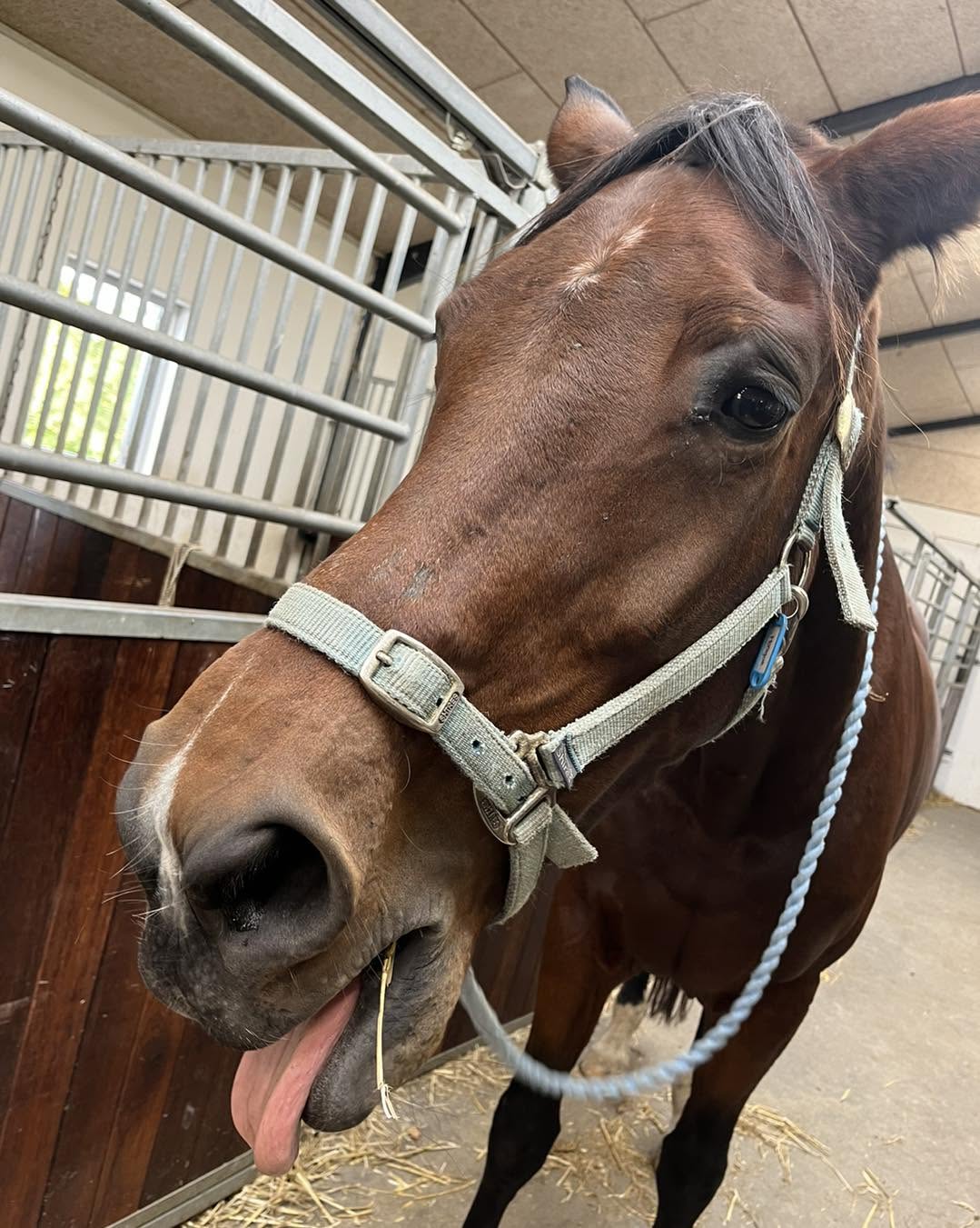 KST-behandling hest der gaber