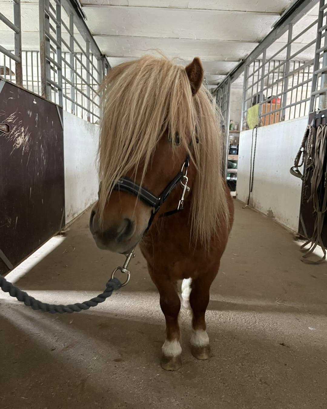KST-behandling hest