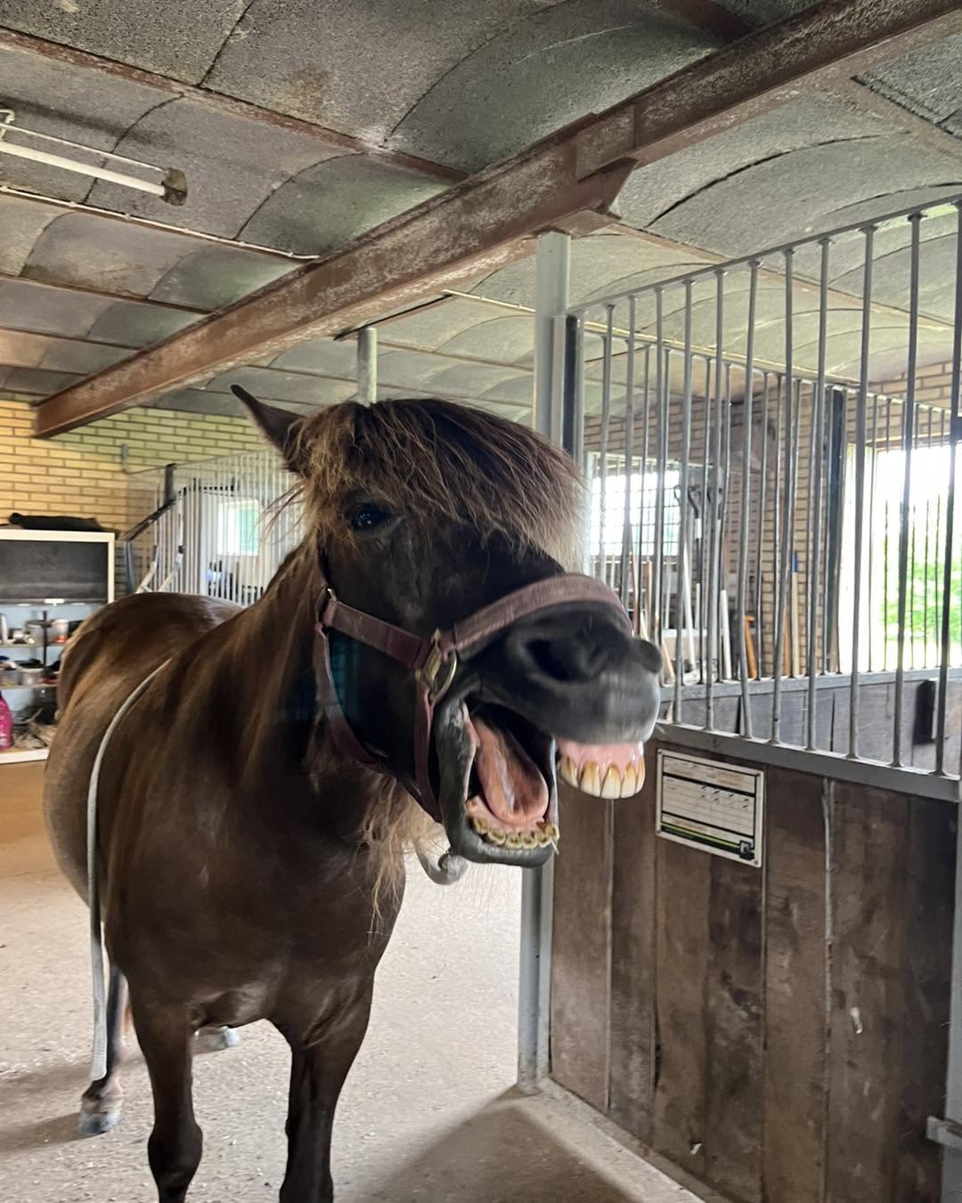 KST-behandling hest der gaber