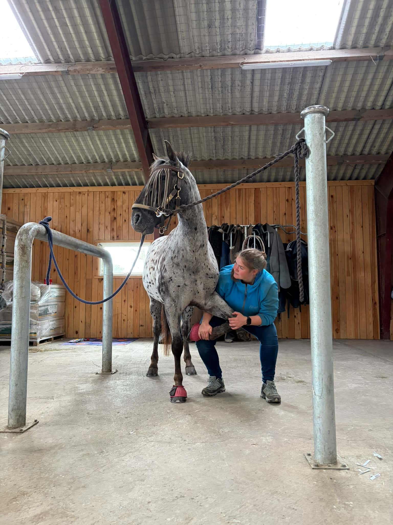 KST-behandling hest + Herle