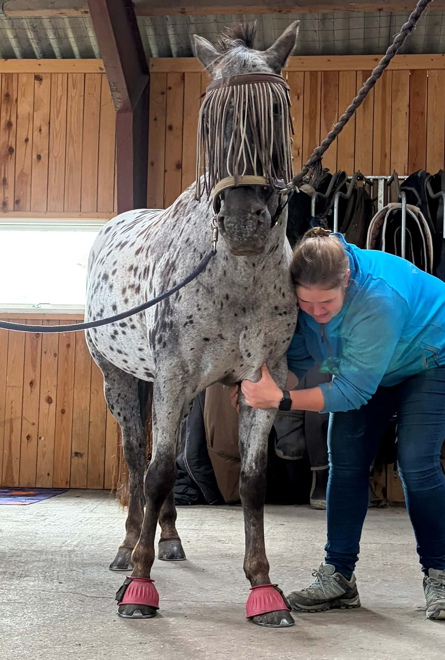KST-behandling hest + Herle
