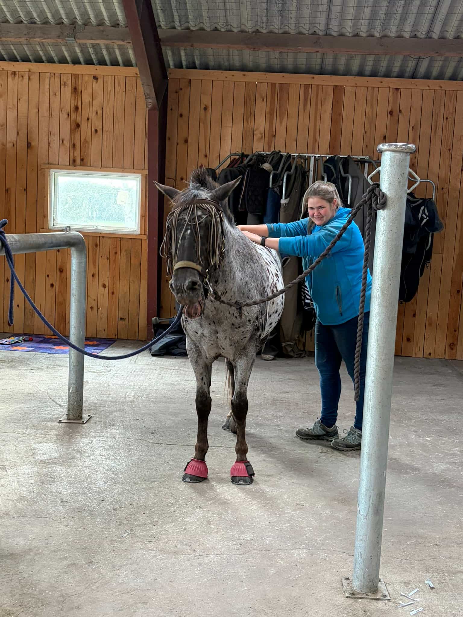 KST-behandling hest + Herle