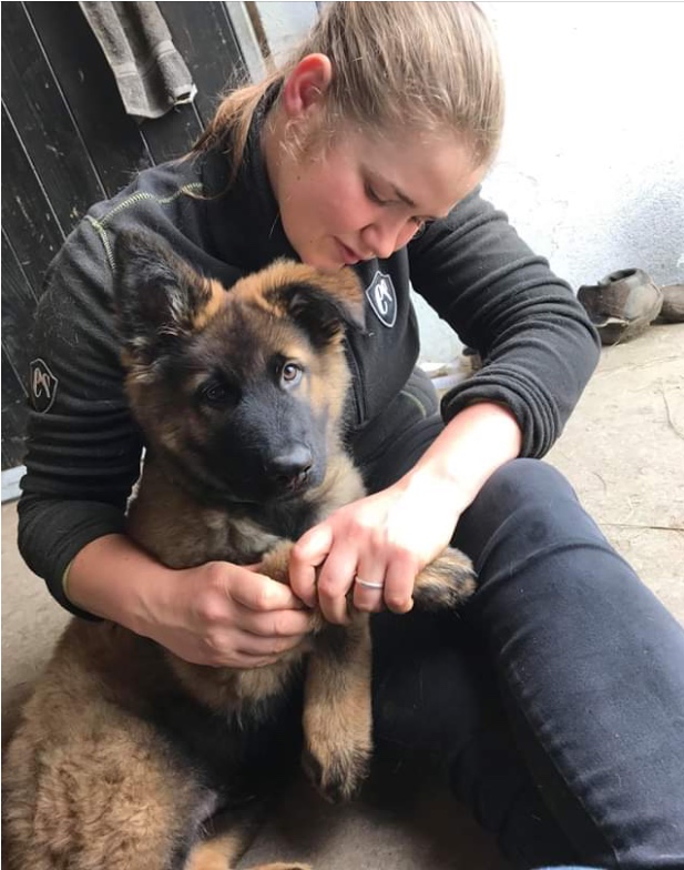 KST-behandling hund