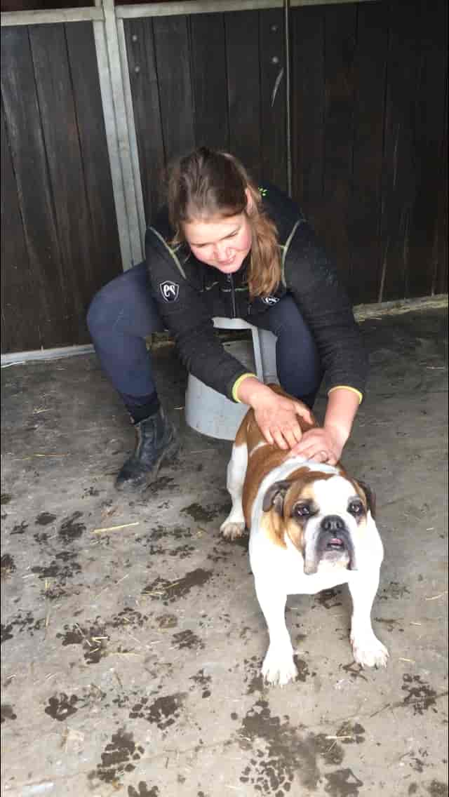 KST-behandling hund